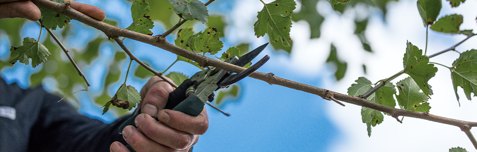 Quand faut-il tailler les arbres fruitiers? - Émondage SBP