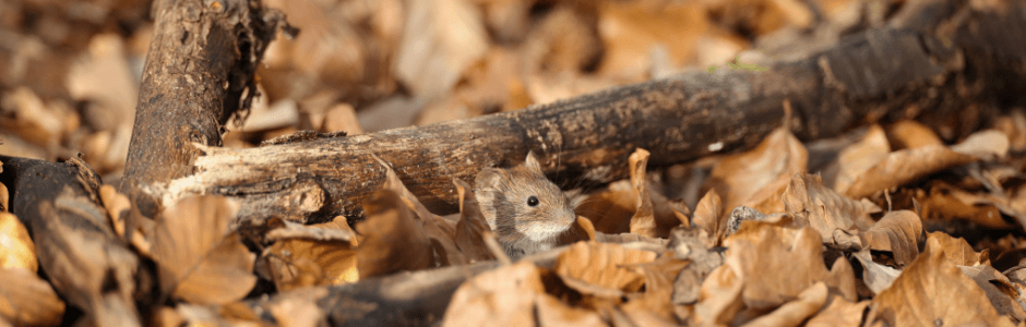 6-etapes-pour-fermer-votre-cour